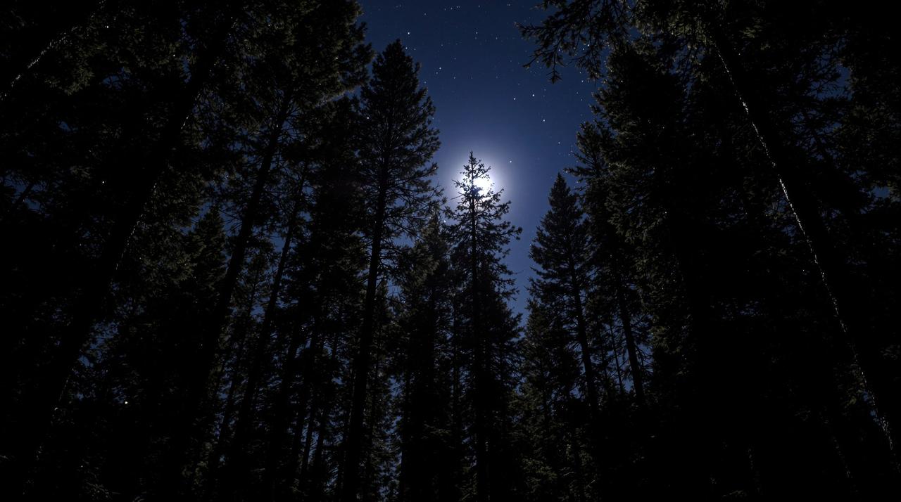美图网 - 月光下的松林，夜景治愈类治愈短视频